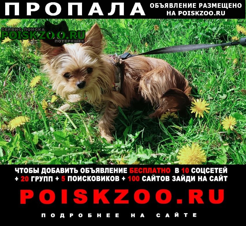 Пропала собака боня Москва