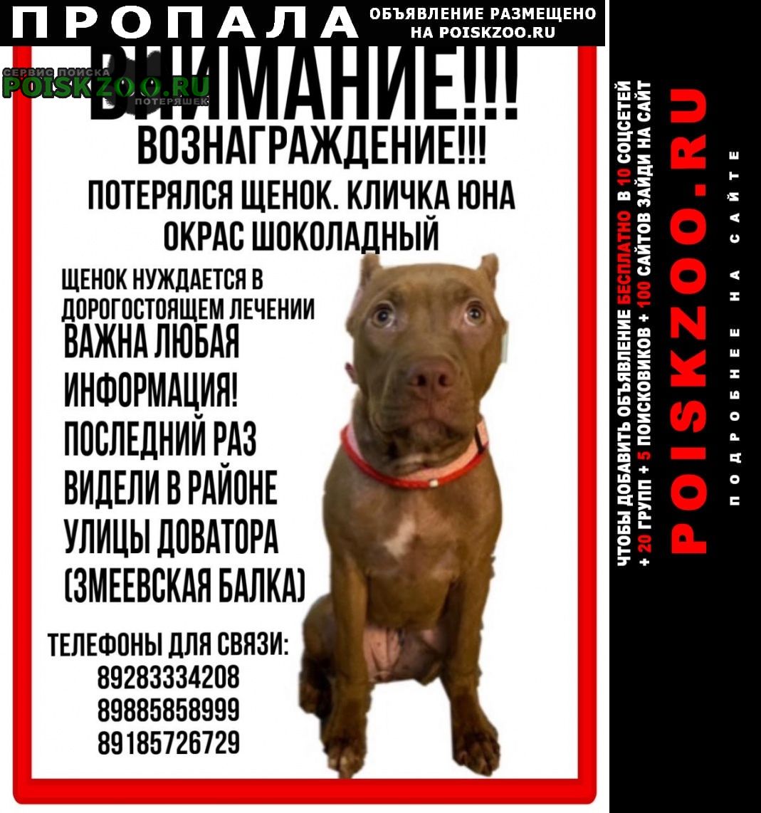 Пропала собака убежал щенок на доватора Ростов-на-Дону