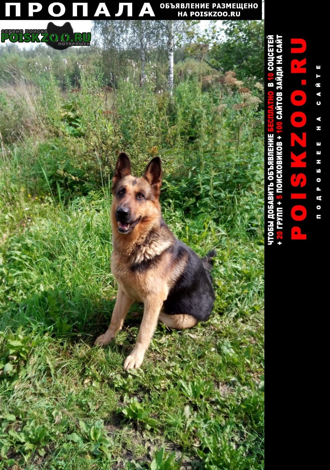 Пропала собака кобель Нарофоминск