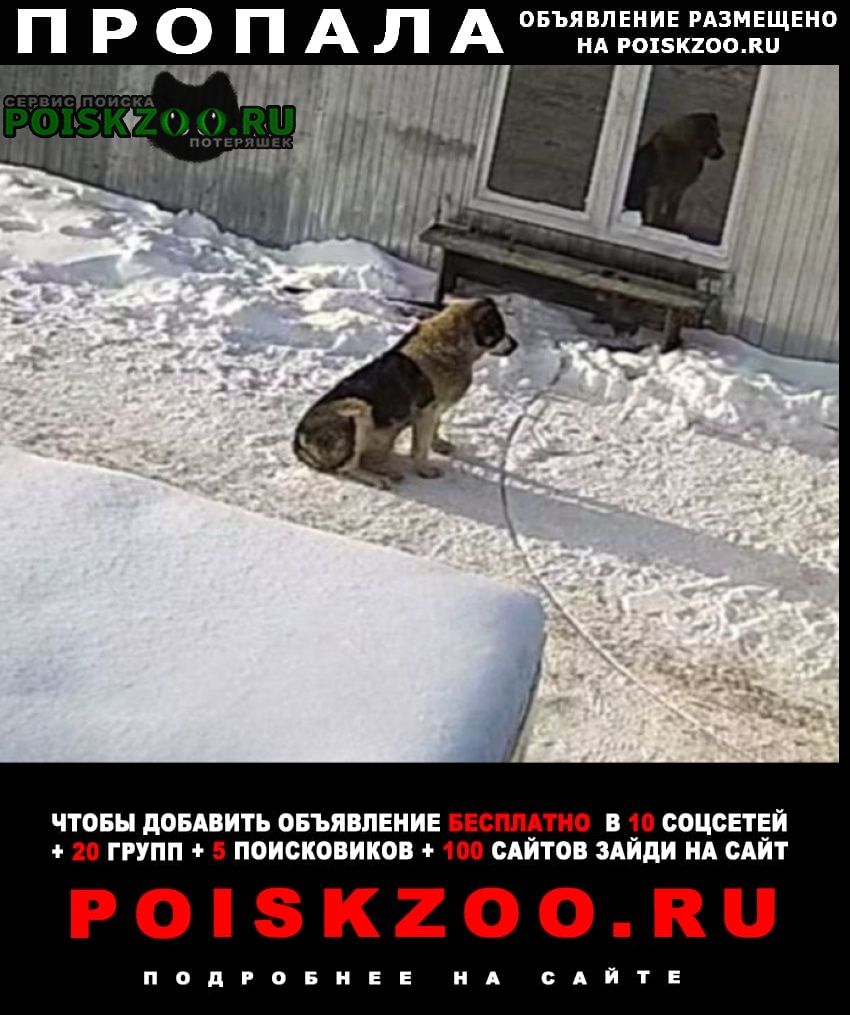 Пропала собака девочка алабай Дзержинский