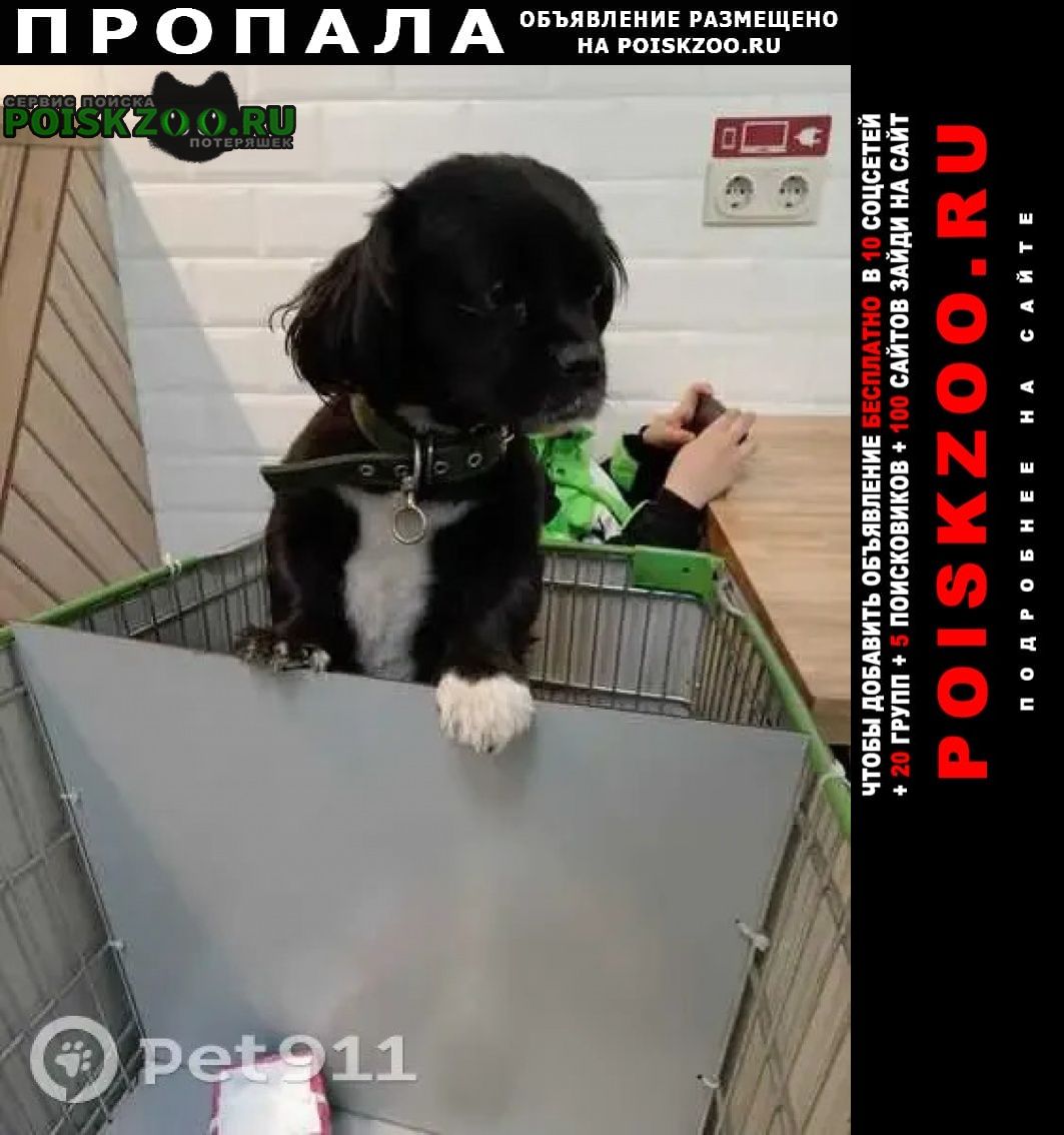Хабаровск Пропала собака кобель за материальное вознаграждение
