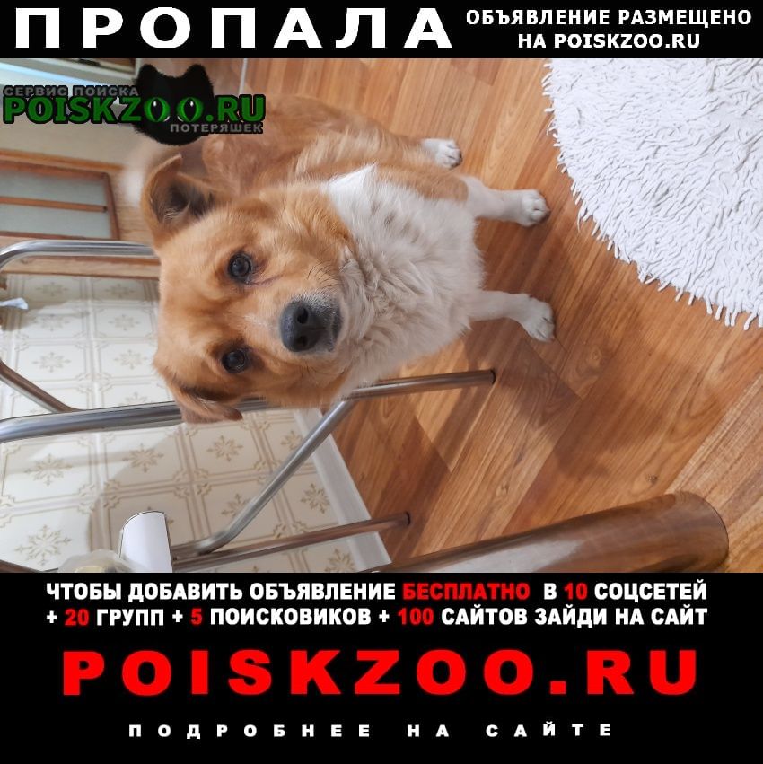 Пропала собака кобель. г. Борисов