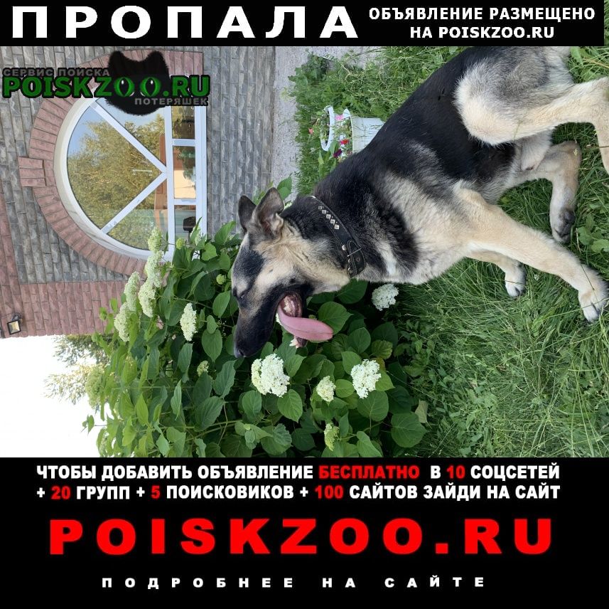 Пропала собака кобель восточноевропейская овчарка Набережные Челны