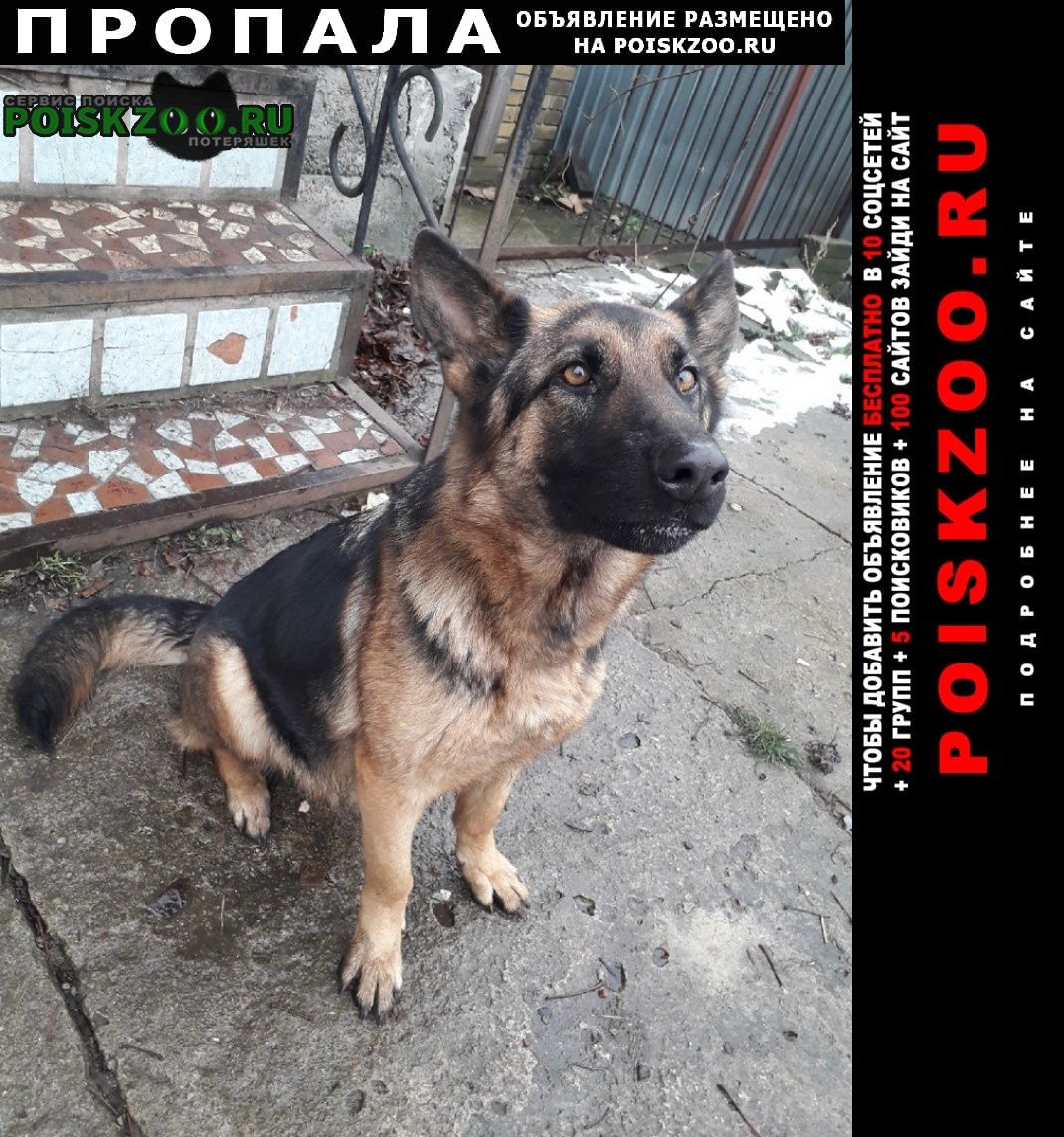 Пропала собака немецкая овчарка Донецк (ДНР)