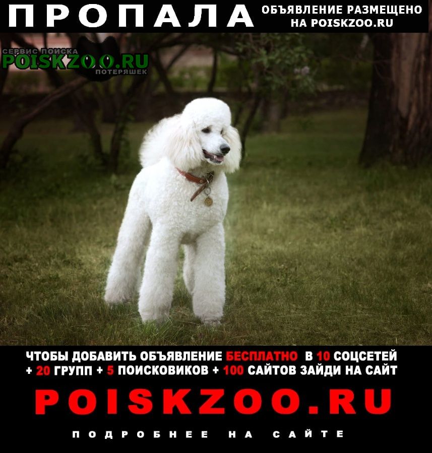 Барнаул Пропала собака белый королевский пудель. 2, 5 года
