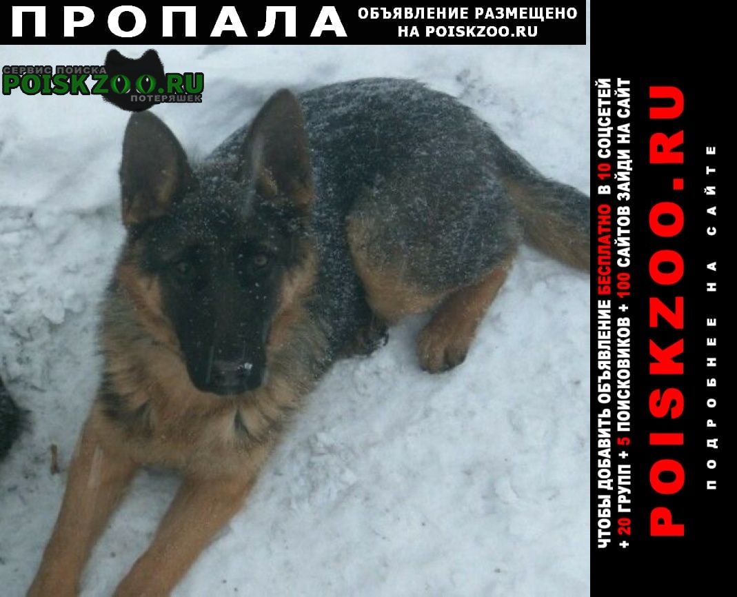 Артемовск (ДНР) Пропала собака кобель