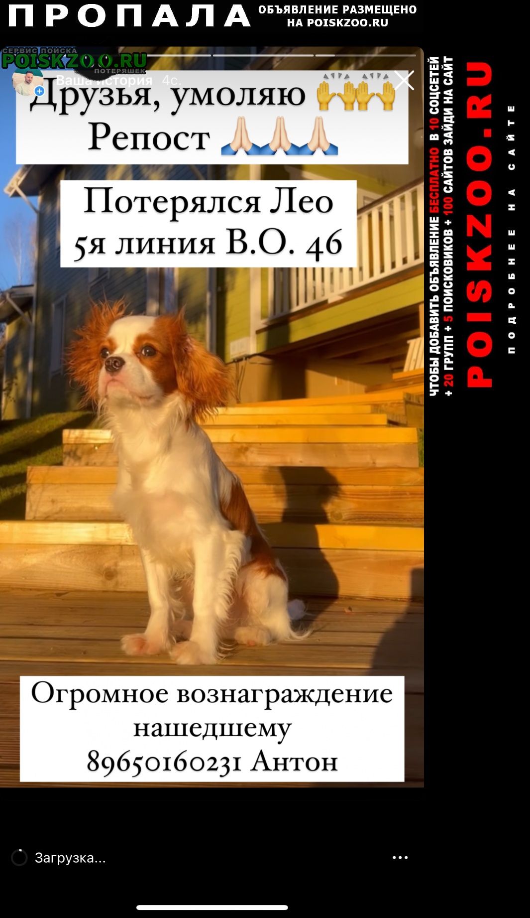 Санкт-Петербург Пропала собака кобель щенок лео на м. василеостровская