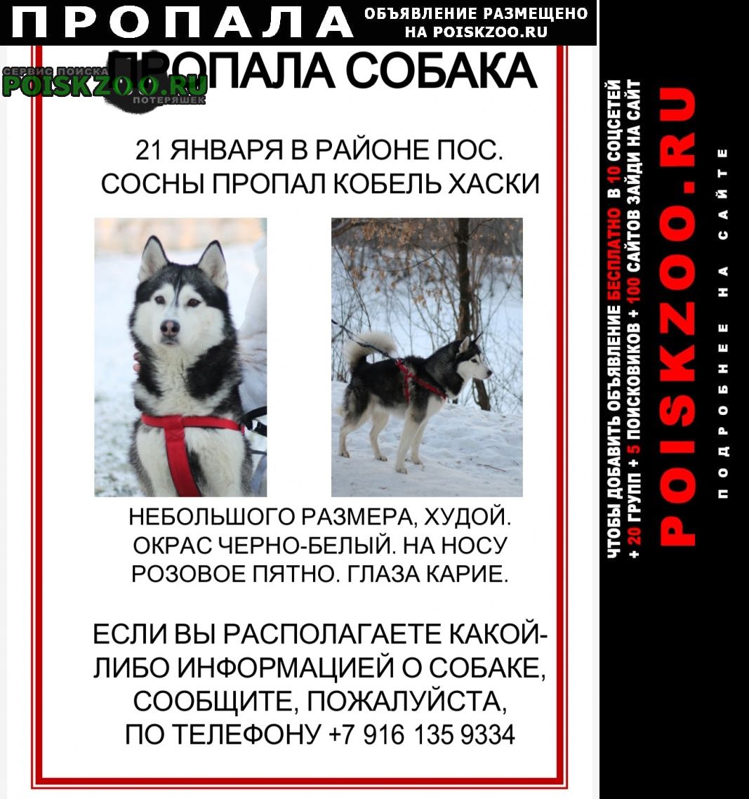 Пропала собака кобель хаски в одинцовском районе Одинцово
