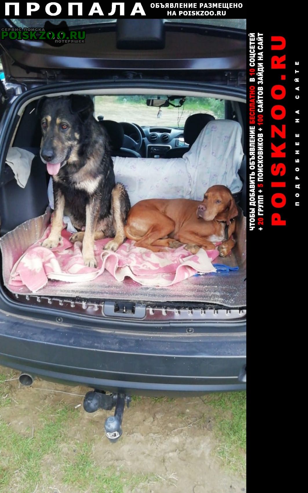 Спасск-Рязанский Пропала собака кобель и одновременно 2 собак