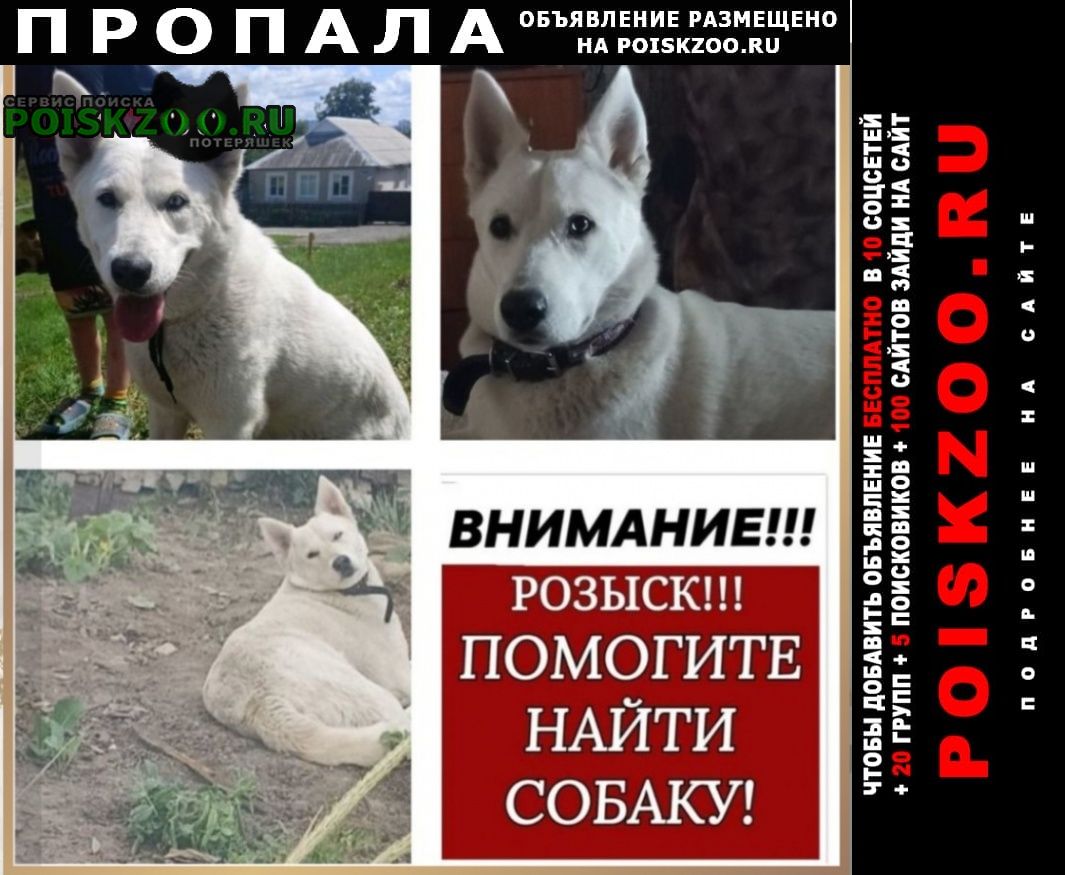 Белгород Пропала собака девочка