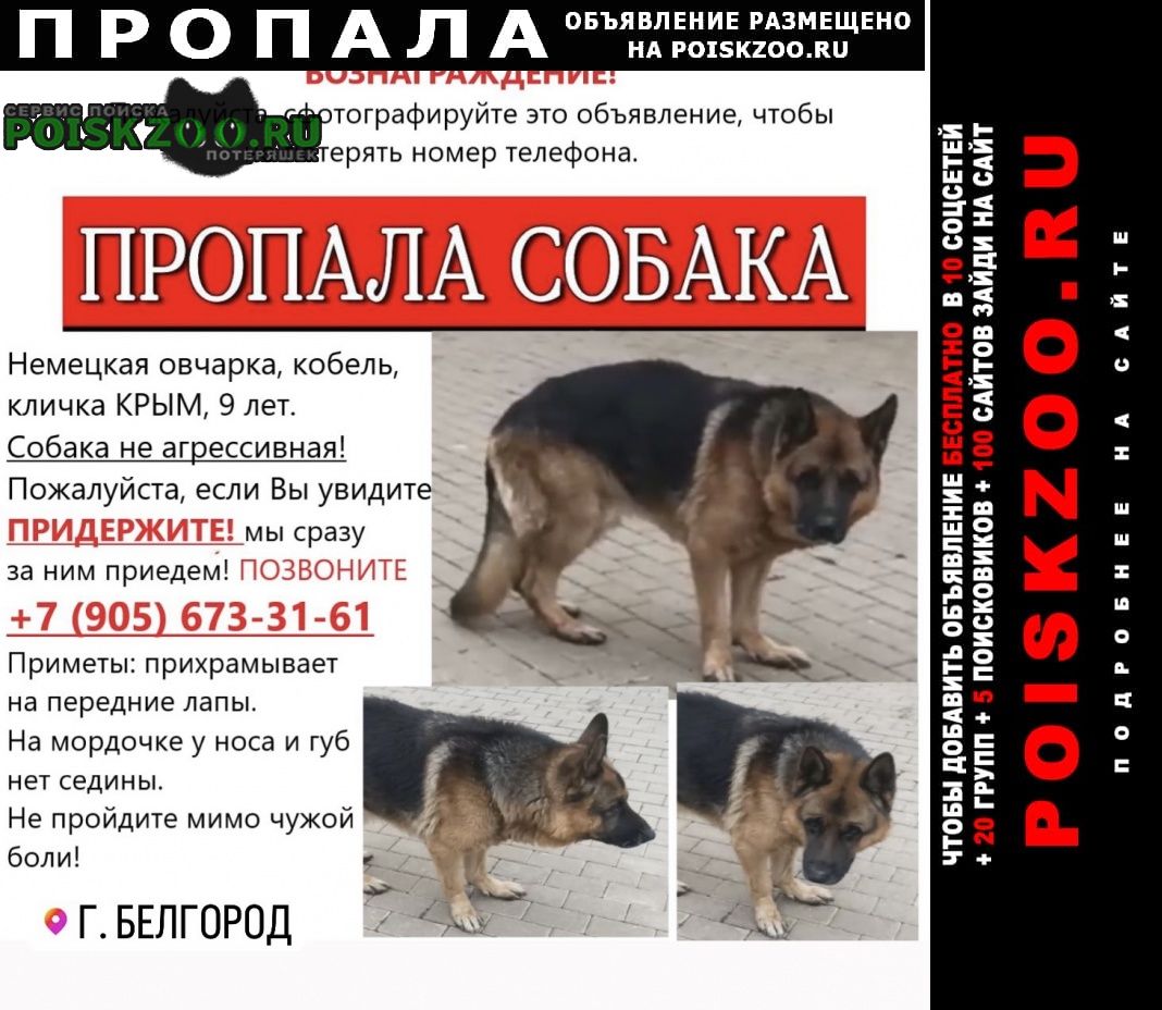 Пропала собака кобель Белгород