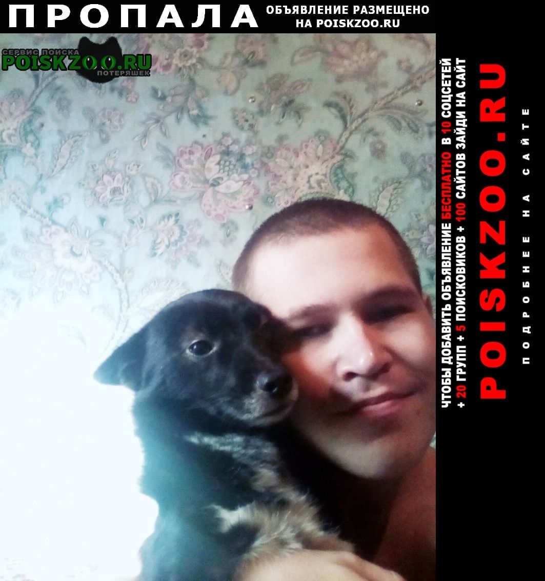 Ленинск-Кузнецкий Пропала собака кобель завут феликс в районе ту