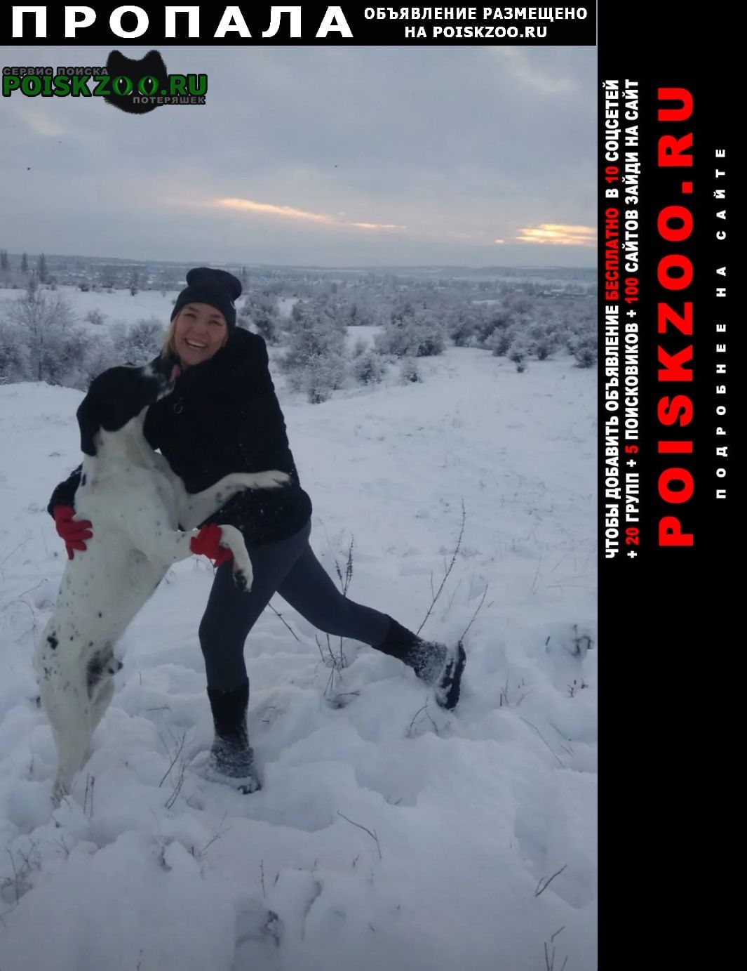 Пропала собака кобель черно-белый курцхаар Артемовск (ДНР)