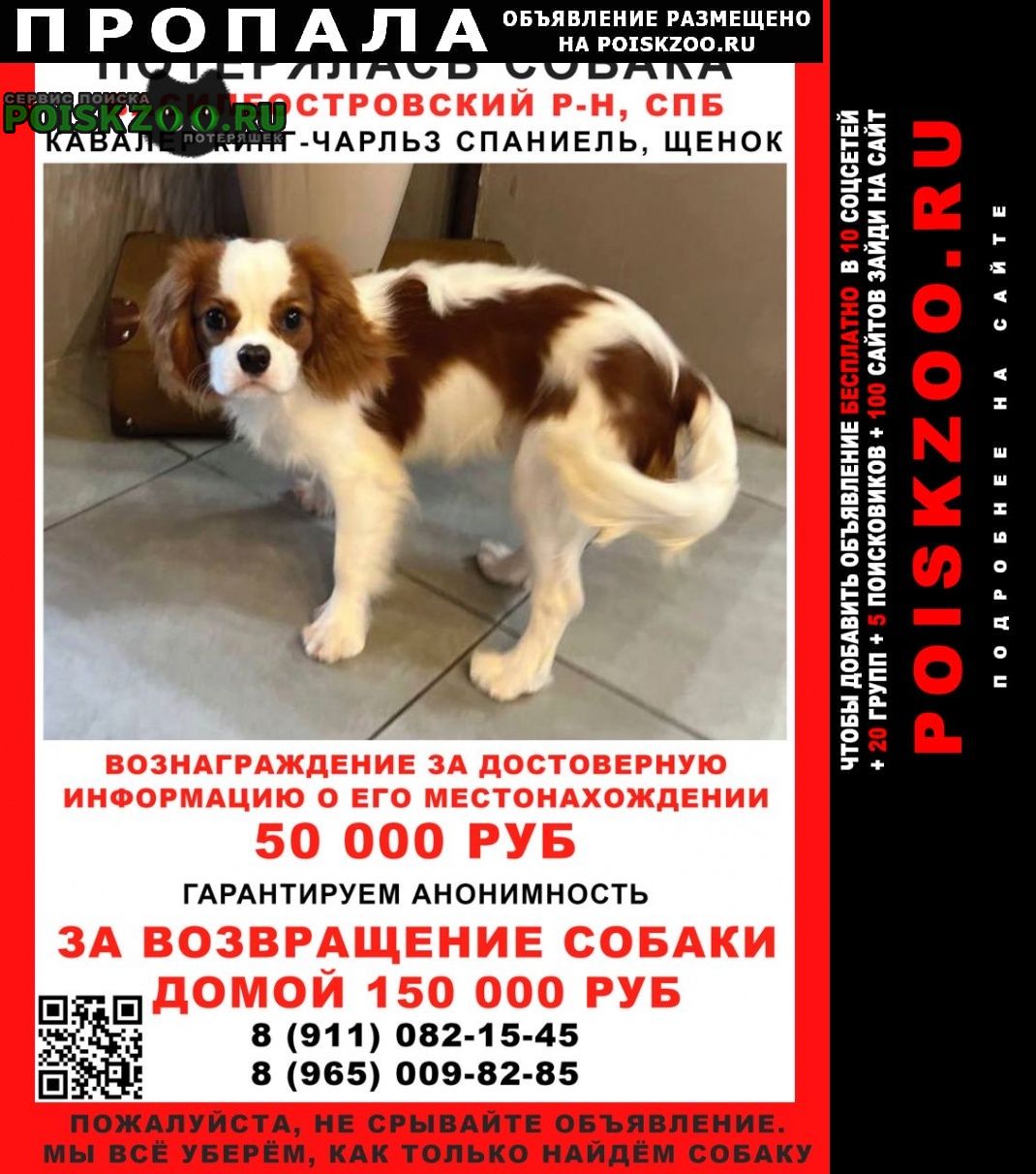 Санкт-Петербург Пропала собака кобель лео спаниель