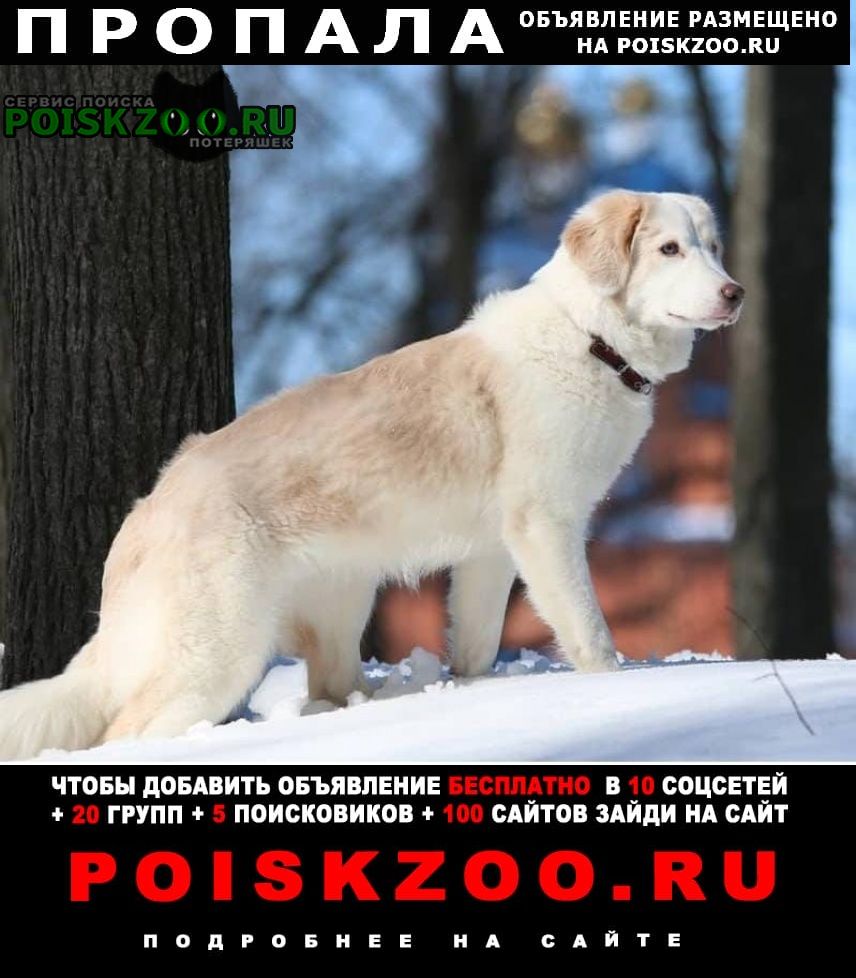 Пропала собака Казань