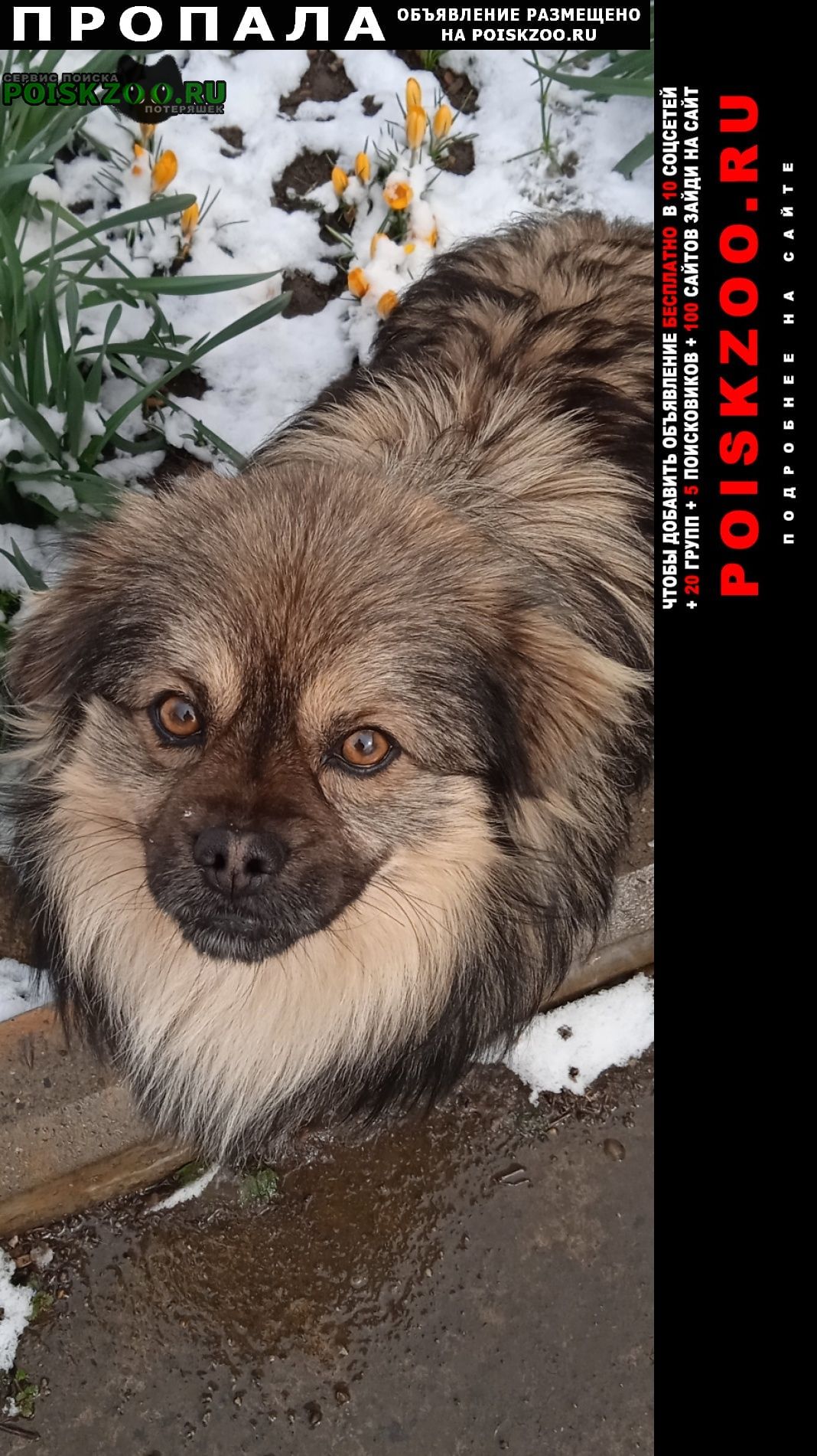 Пропала собака Ставрополь