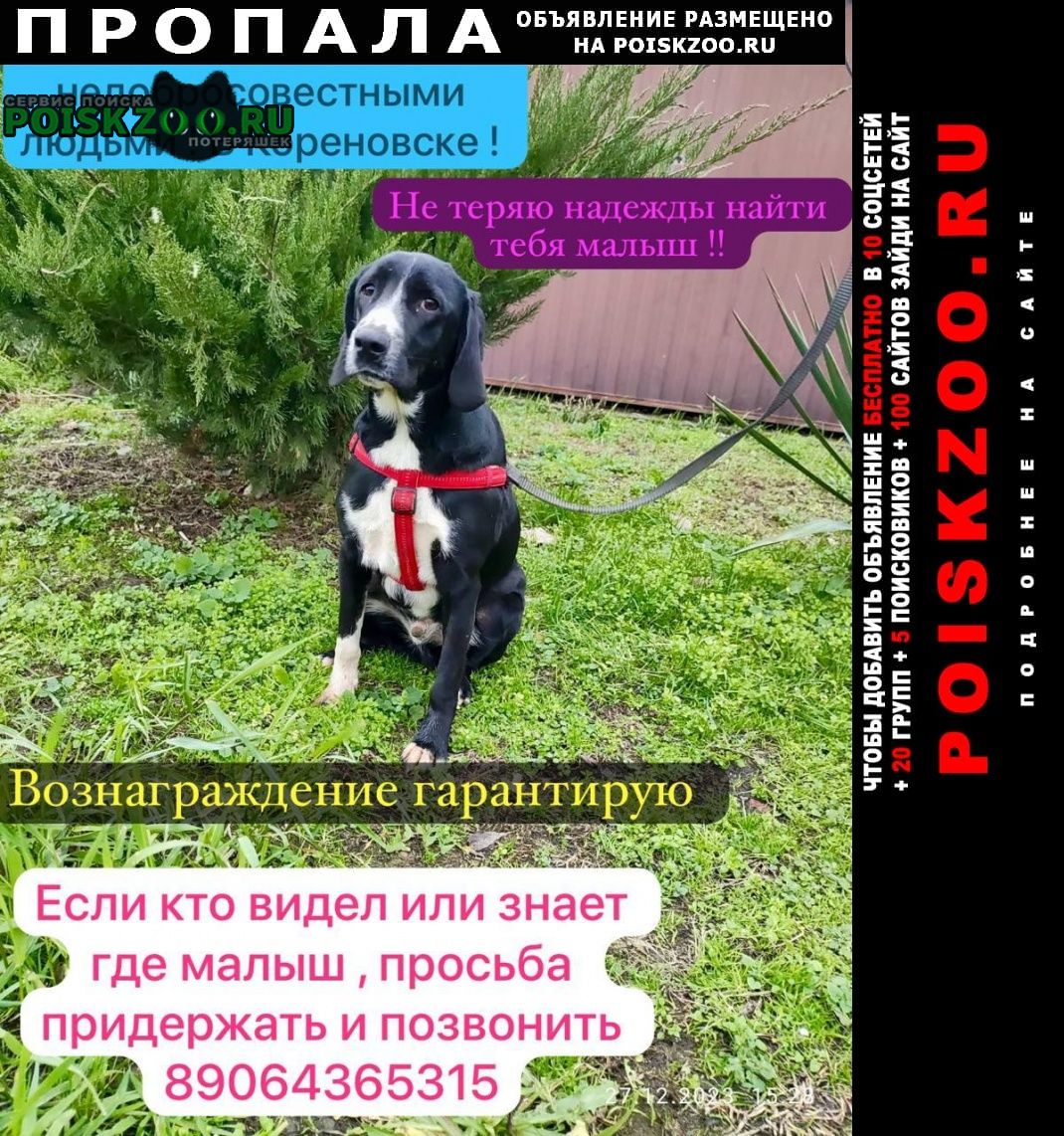 Пропала собака кобель помогите собаку выбросили Кореновск