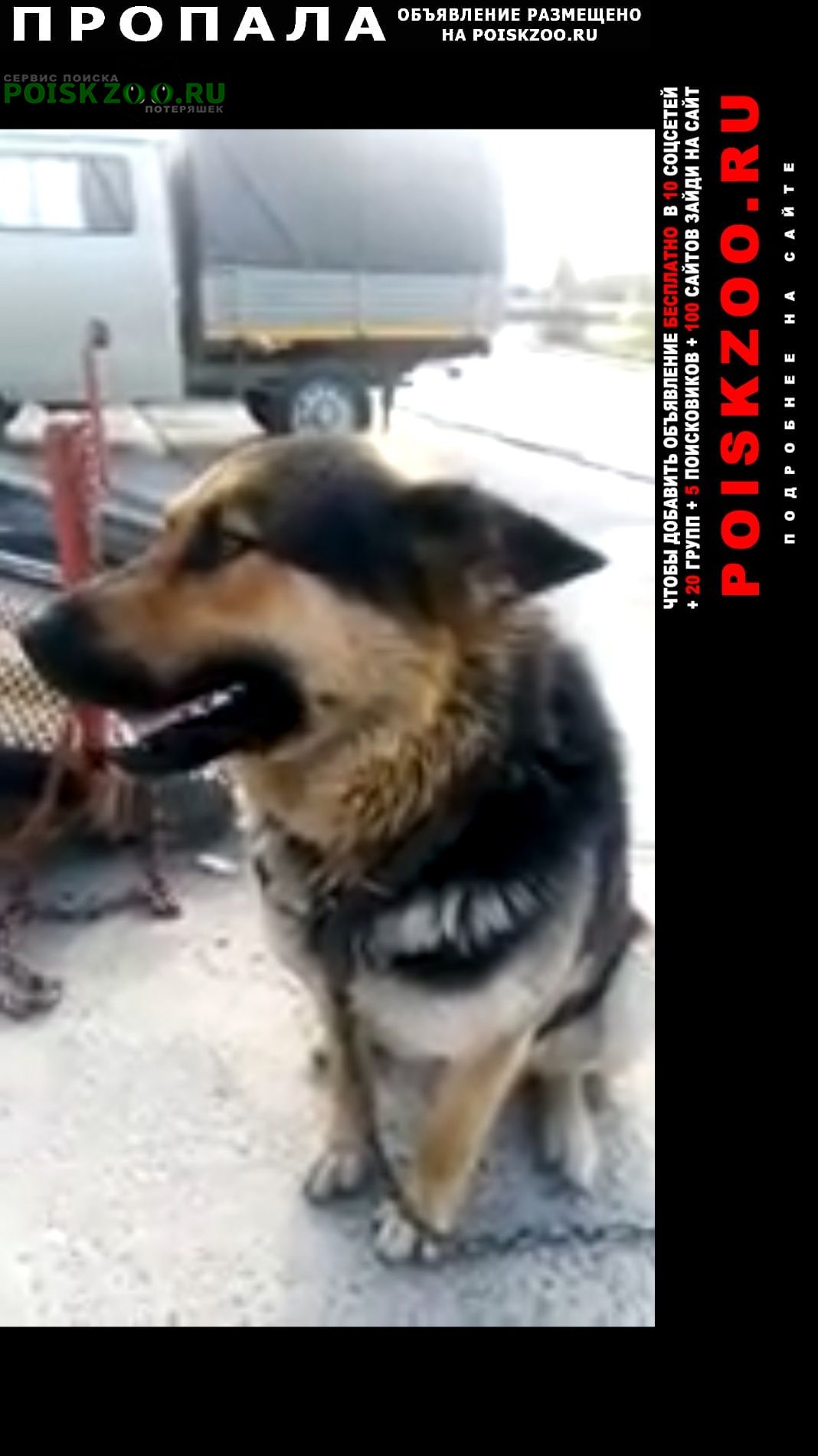 Пропала собака кобель овчарка 10 лет Нижневартовск