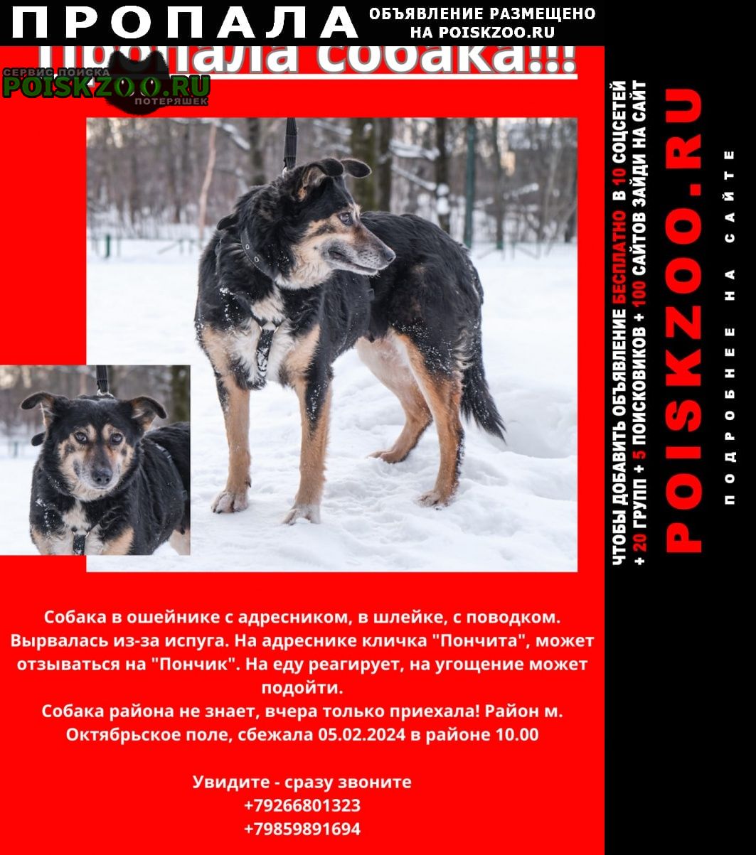 Пропала собака 5 февраля потерялась с поводком Москва