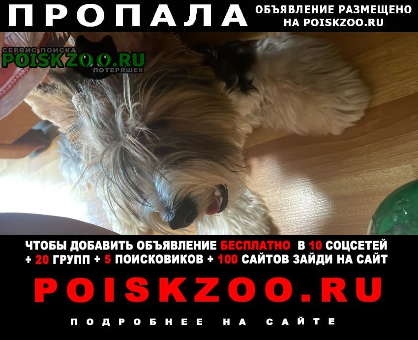 Пропала собака кобель бивер в районе орехово-борисово северное Москва