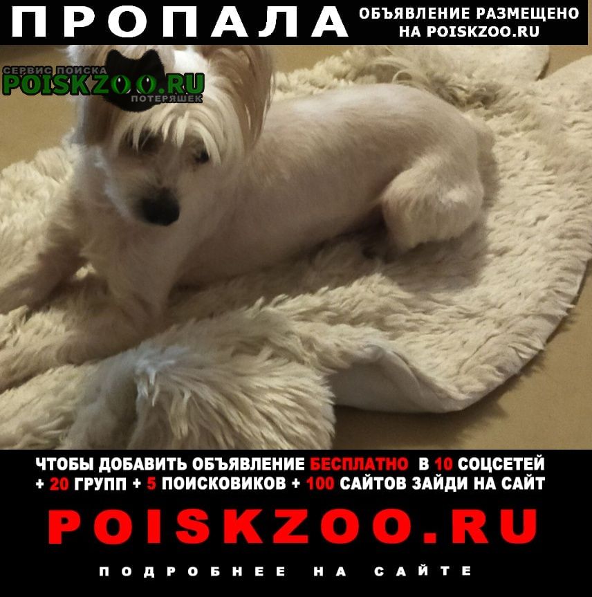 Пропала собака кобель надеемся найти Москва