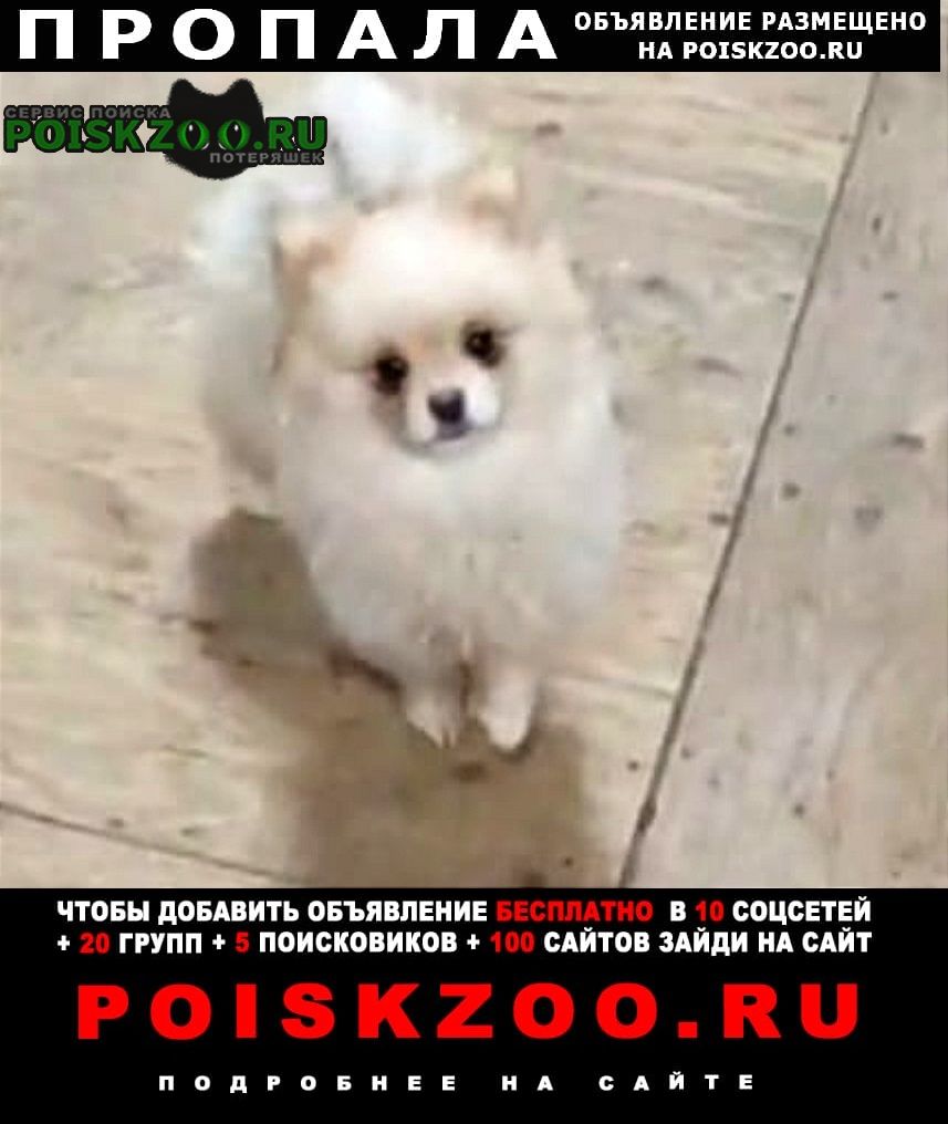 Пропала собака Челябинск