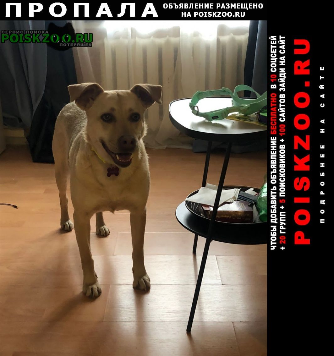 Пропала собака район вднх Москва