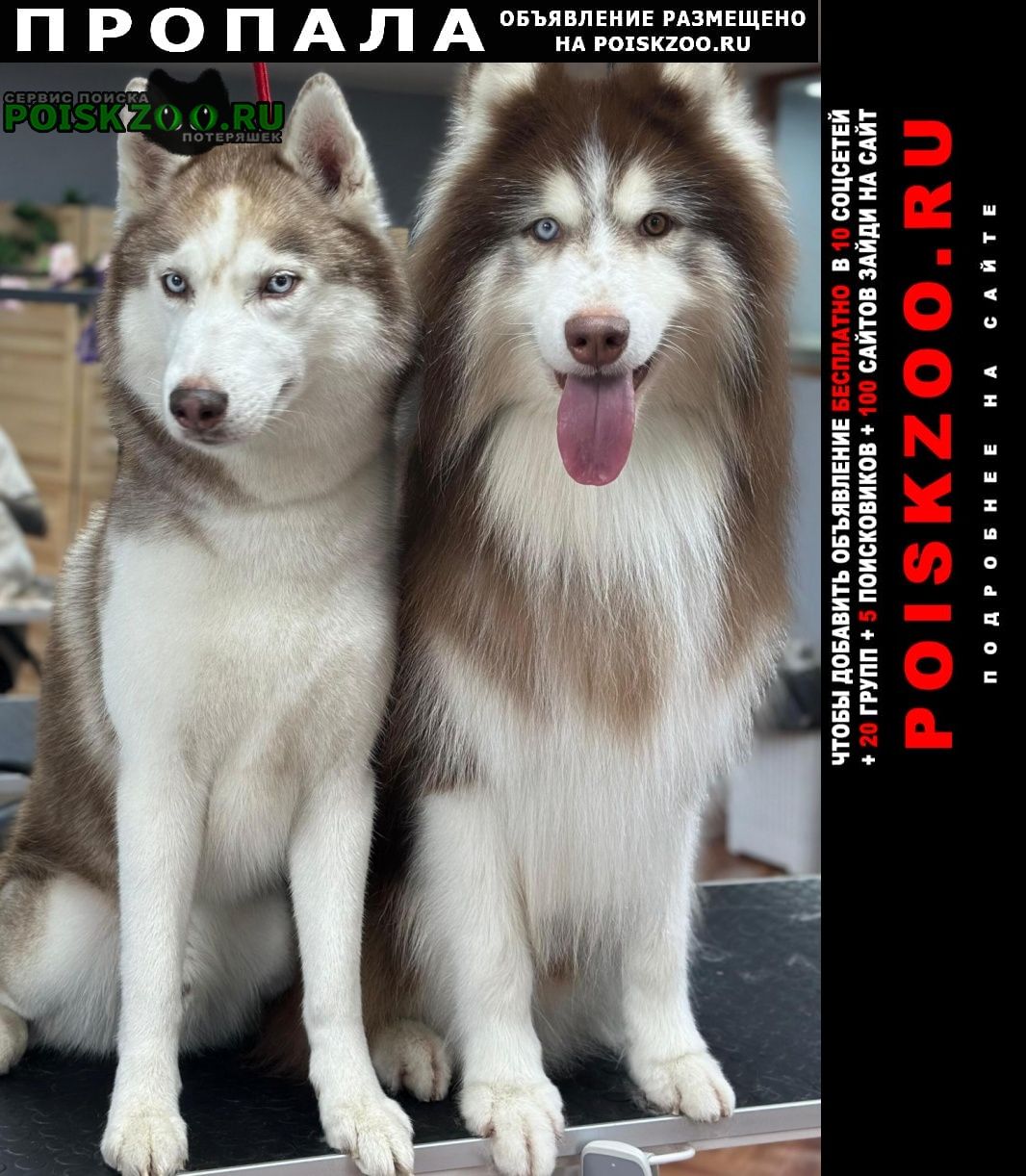 ���� ������� ������ ������