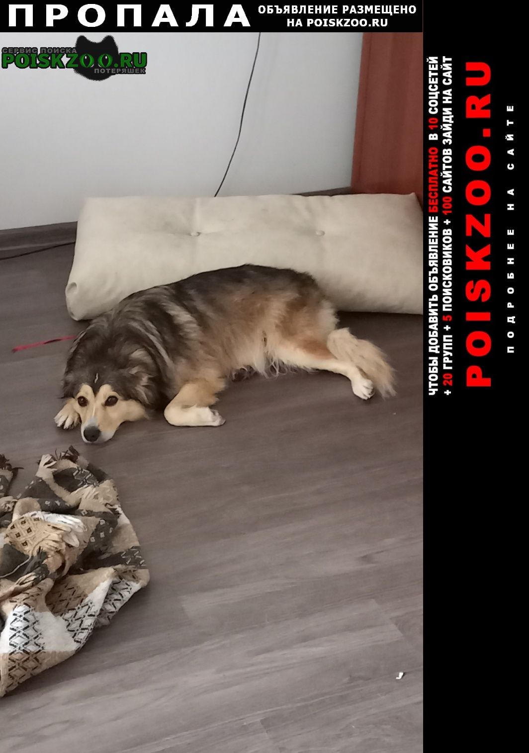 ���� ������� ������