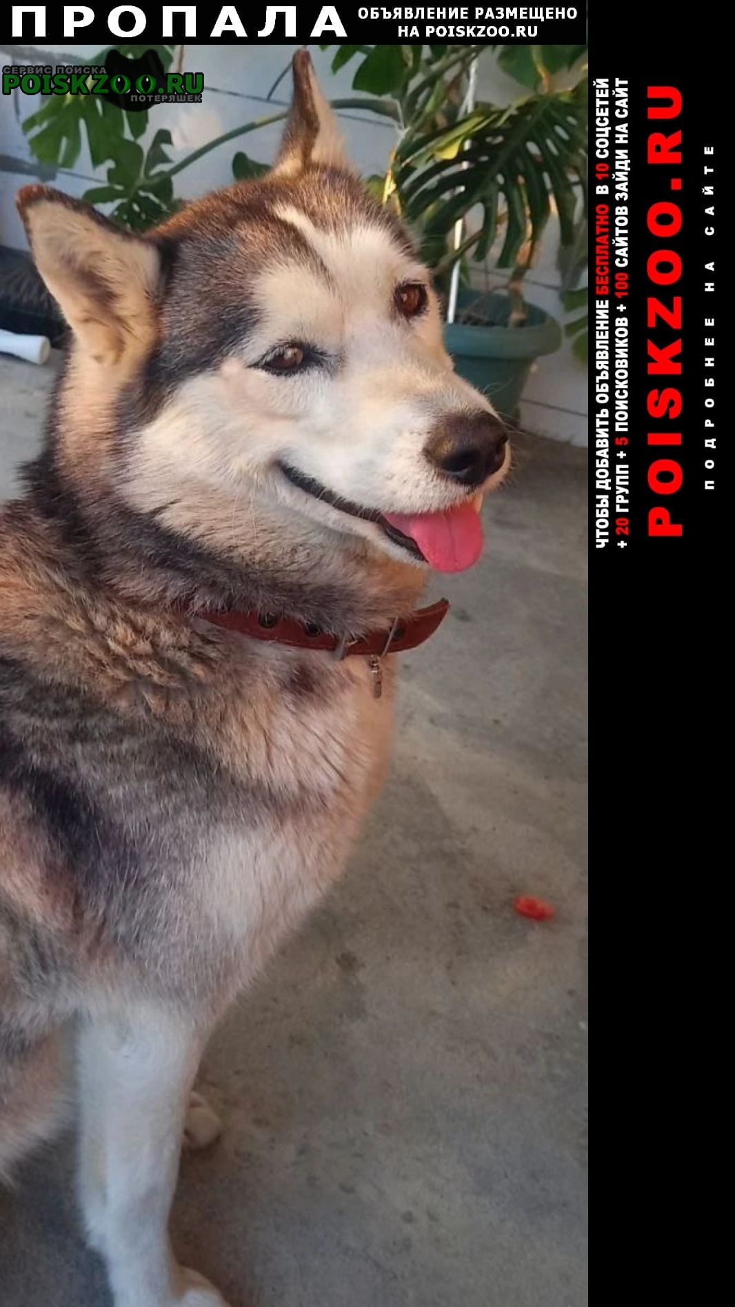 ���� ������� ������