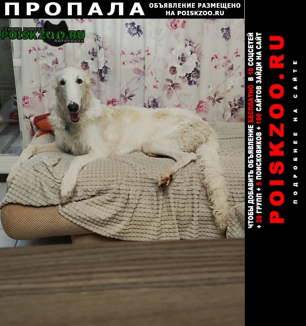 ���� ������� ������ ������