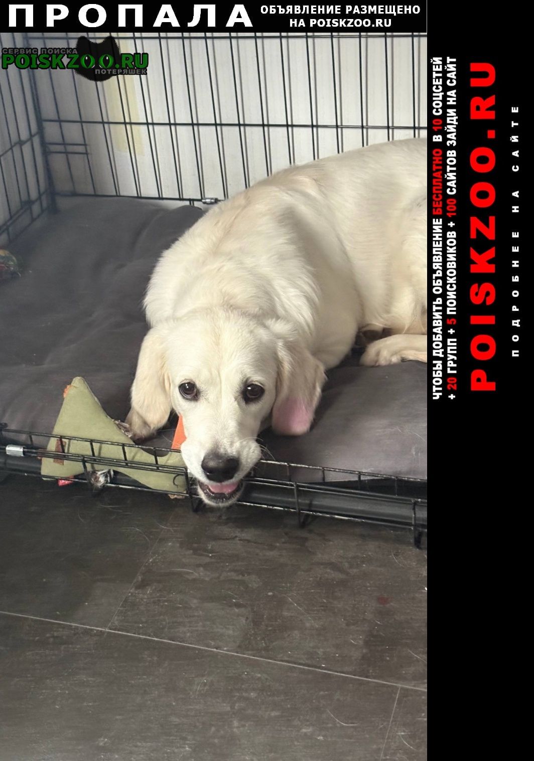 ���� ������� ������