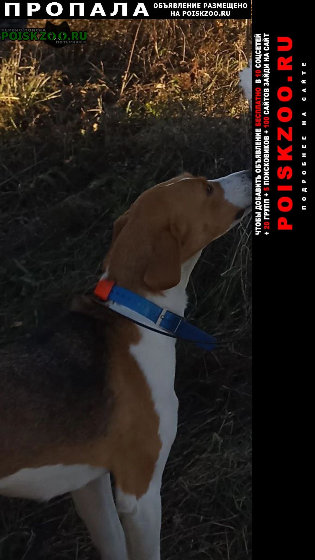 ���� ������� ������ �������