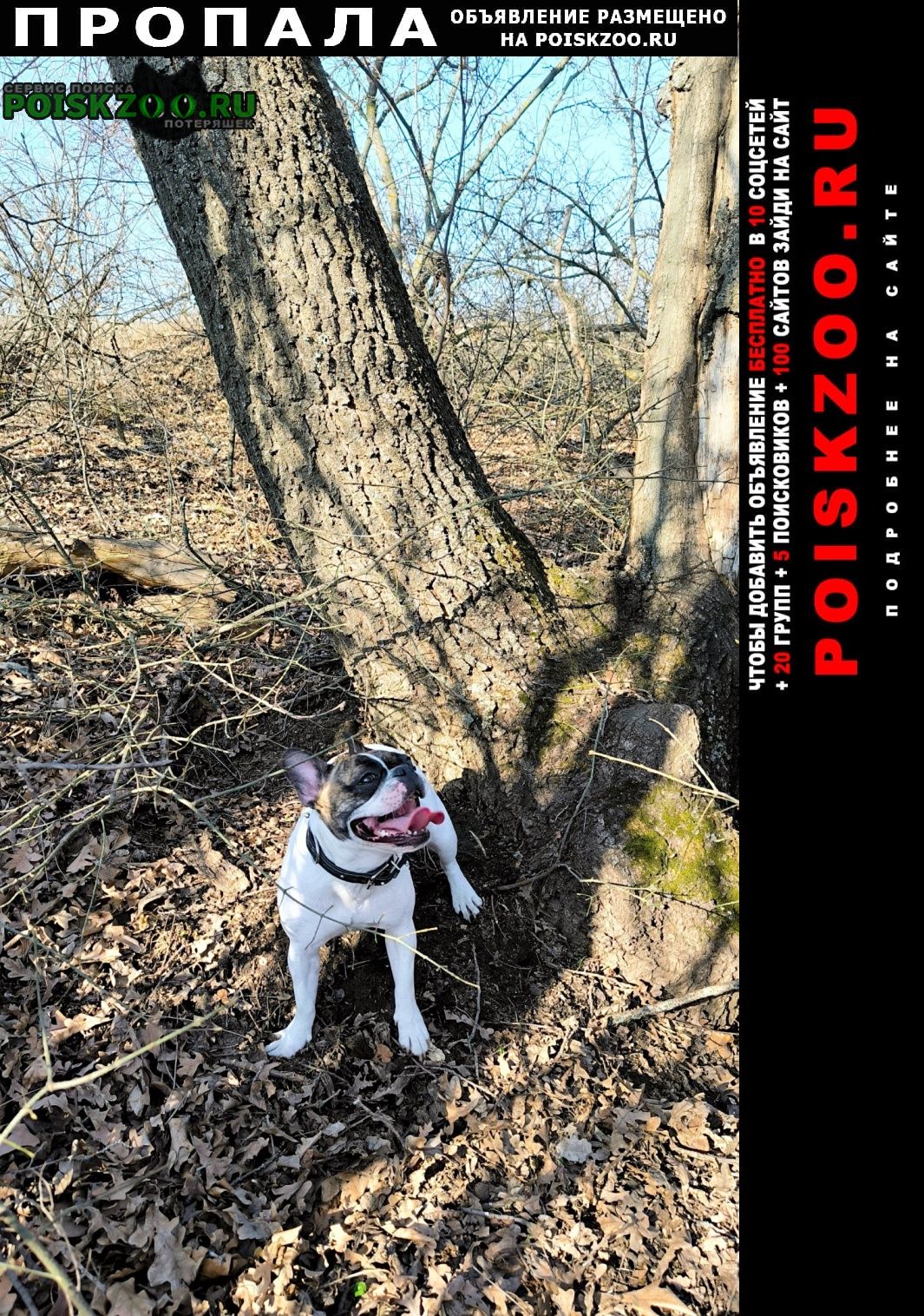 ���� ������� ������