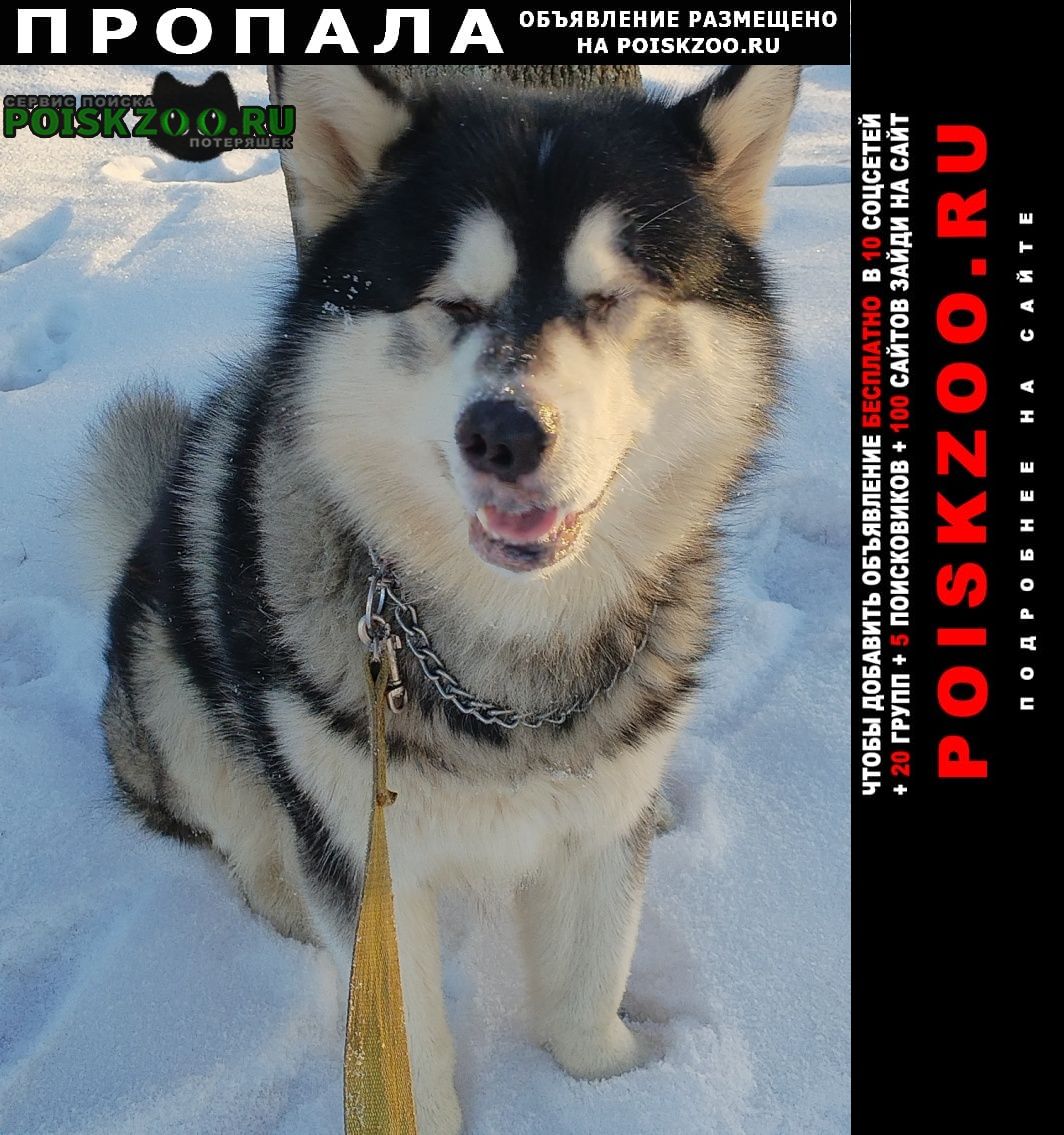 ���� ������� ������ ������