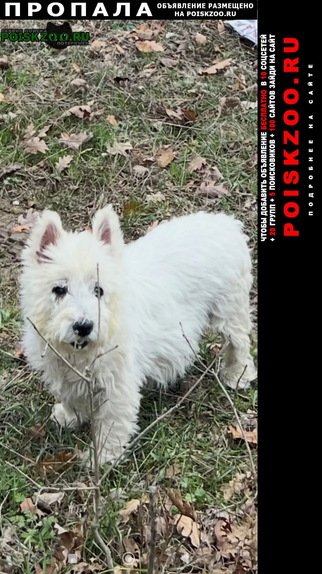 ���� ������� ������