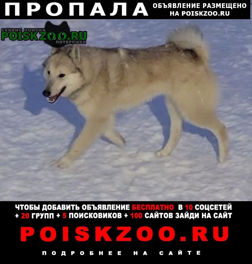 ���� ������� ������ ������ �����