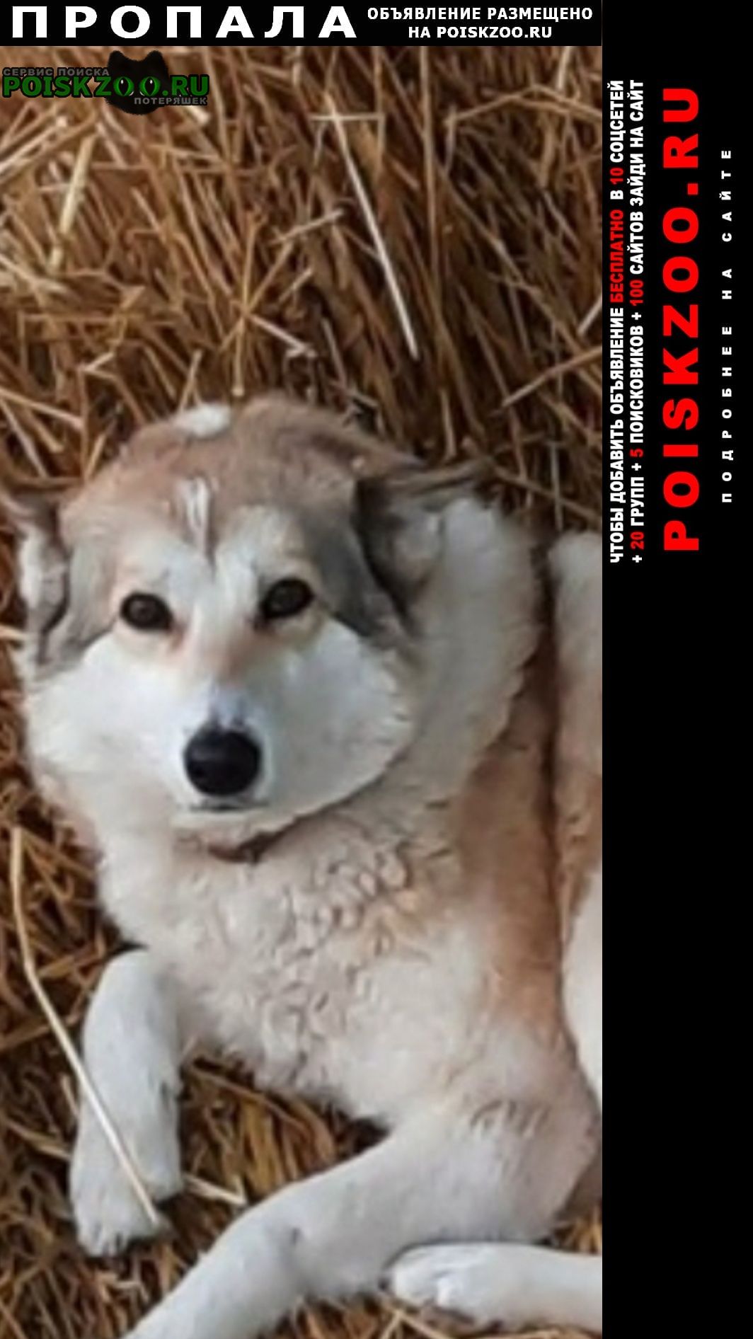 ���� ������� ������