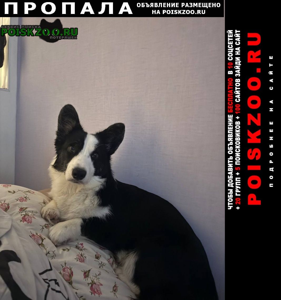 ���� ������� ������ ����� ���������