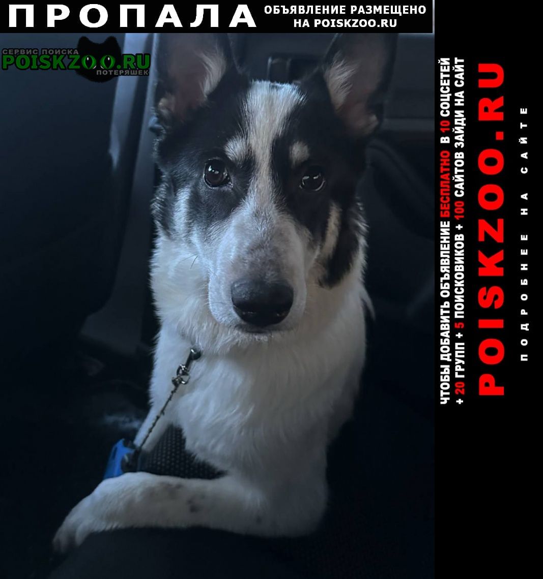 ���� ������� ������