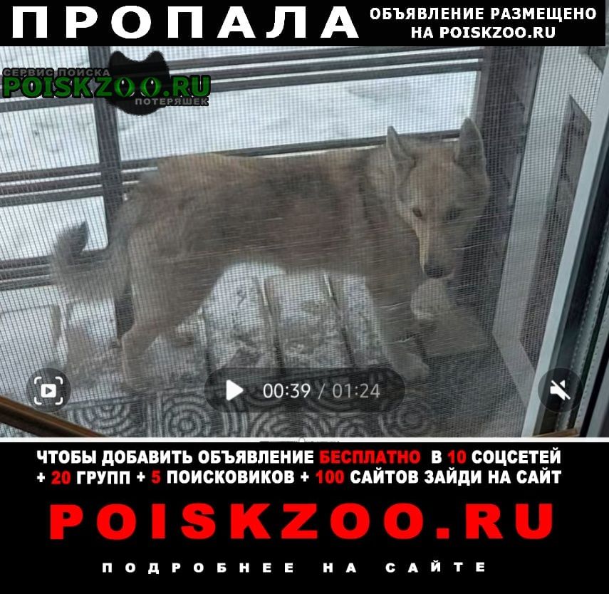 ���� ������� ������ ������