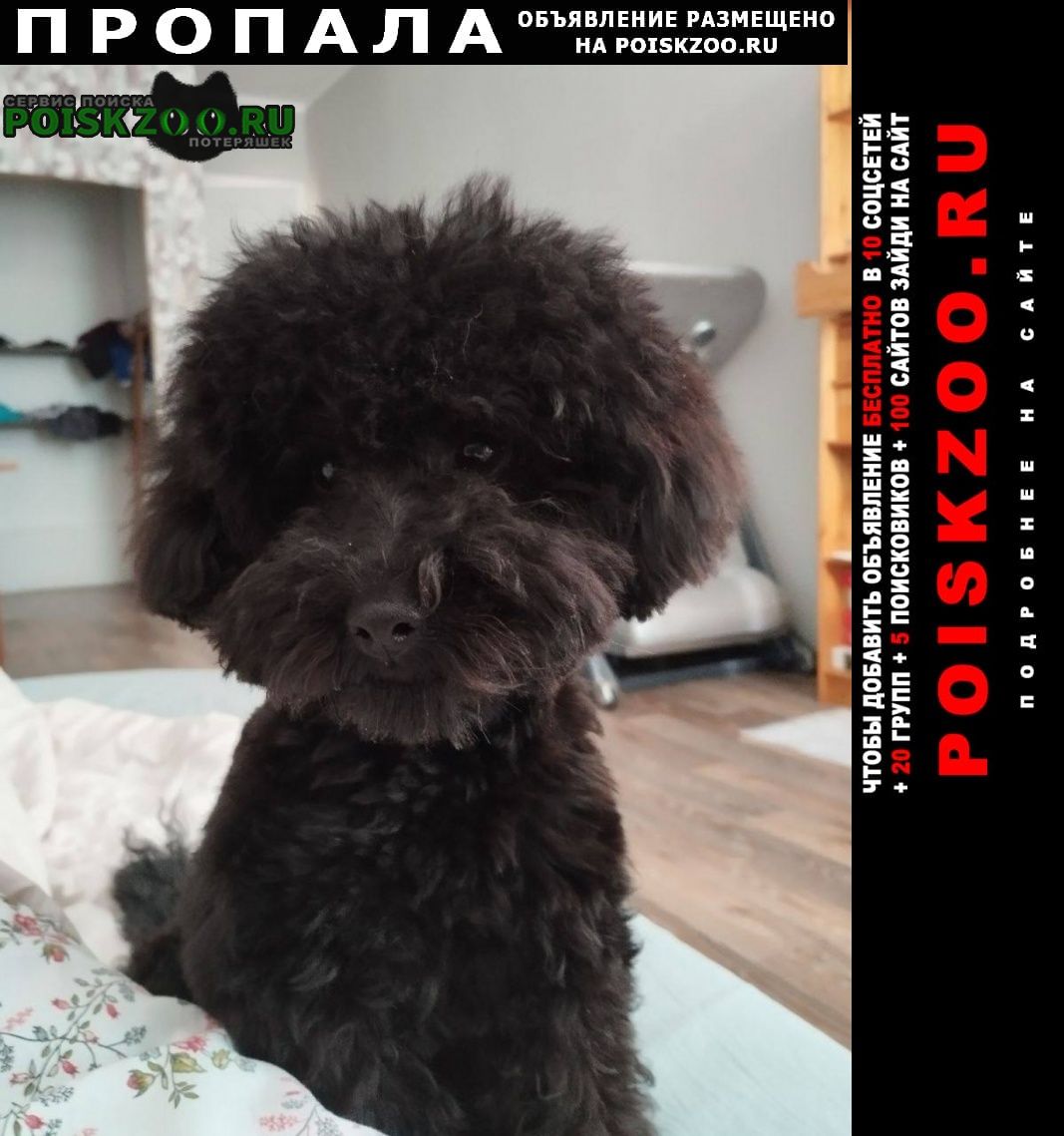 ���� ������� ������ ������ ���