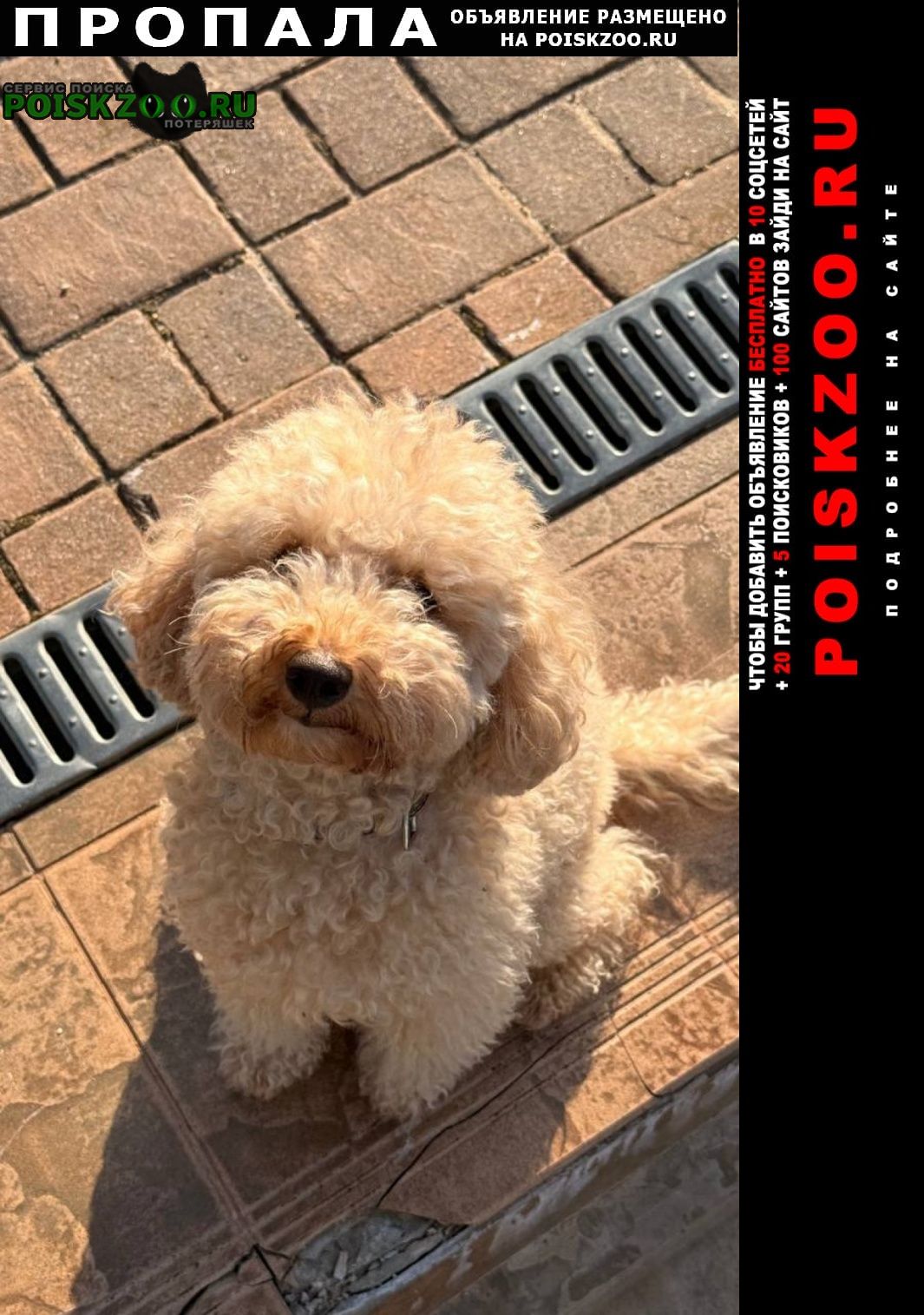 ���� ������� ������ ��������