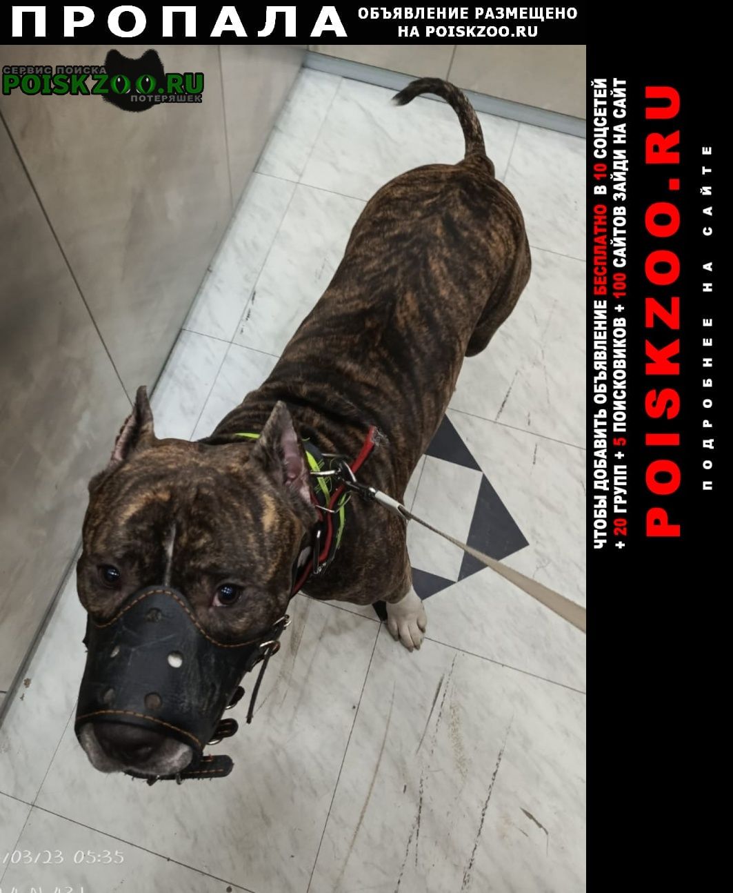 ���� �������� �����