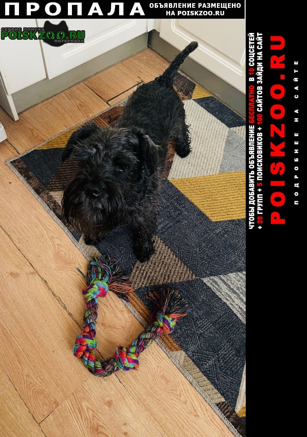 ���� ������� ������ ������