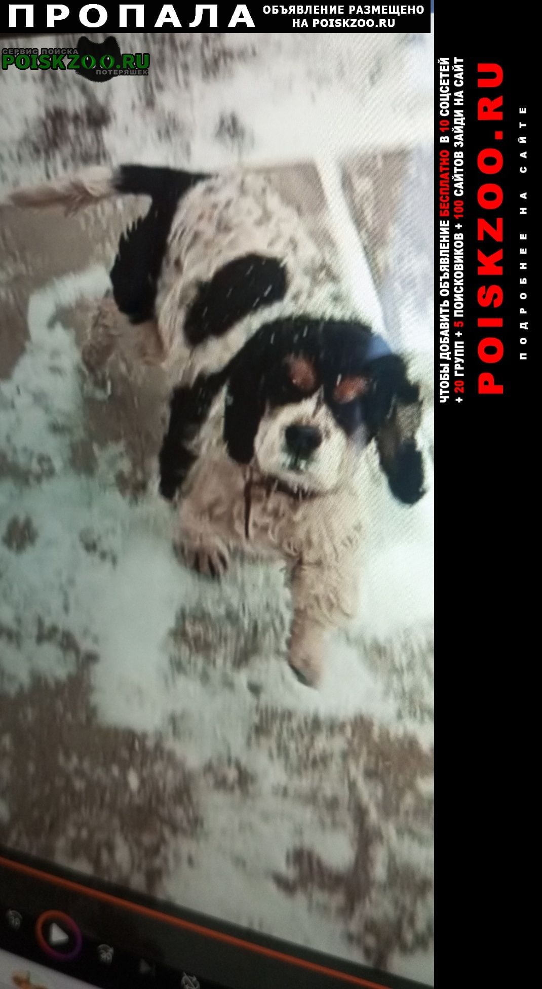 ���� ������� ������, �������