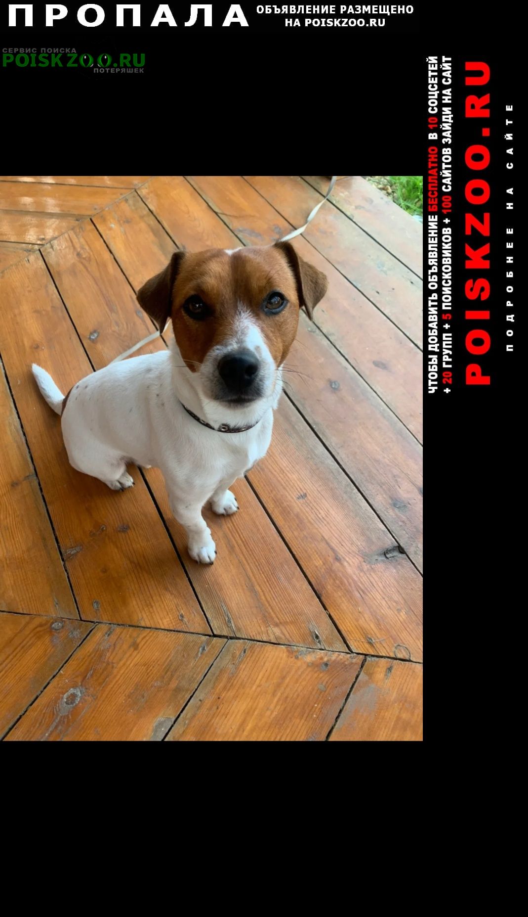 ���� ������� ������ ������