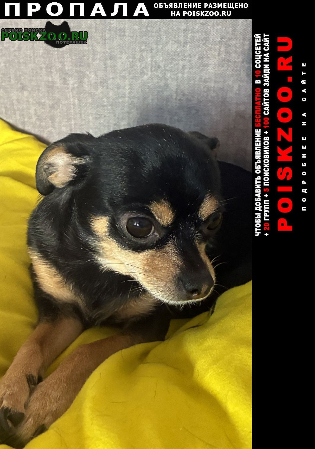 ���� ������� ������