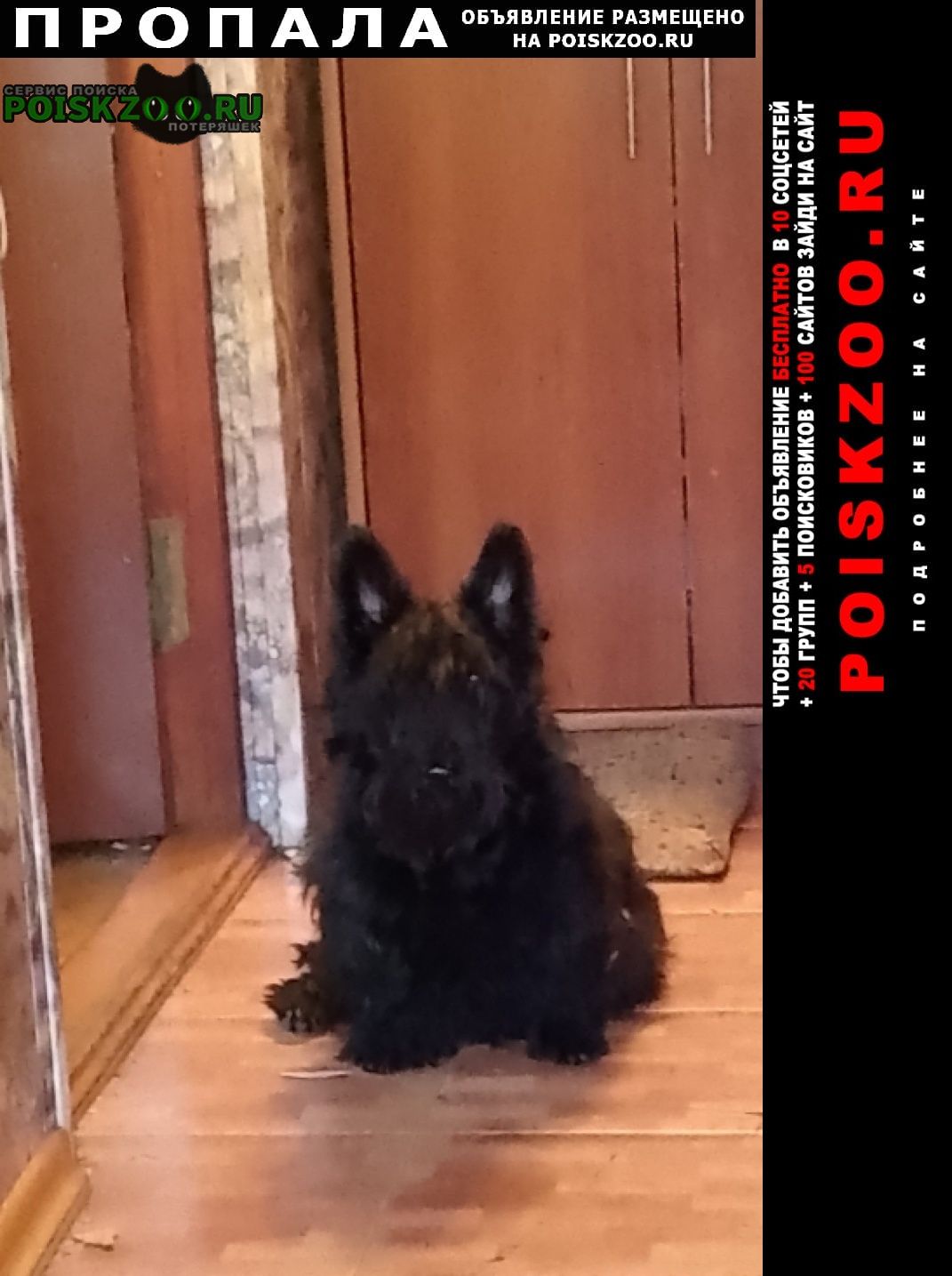 ���� ������� ������