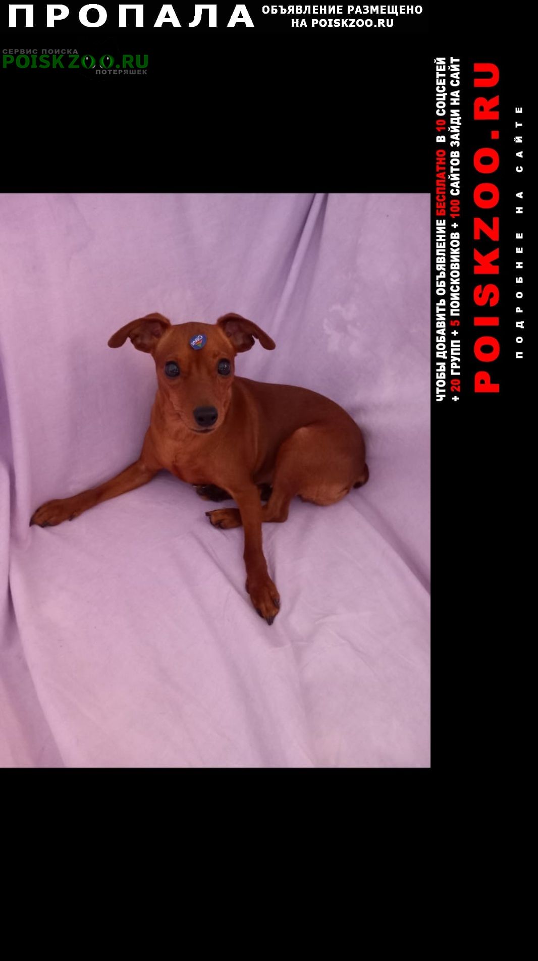 ���� ������� ������